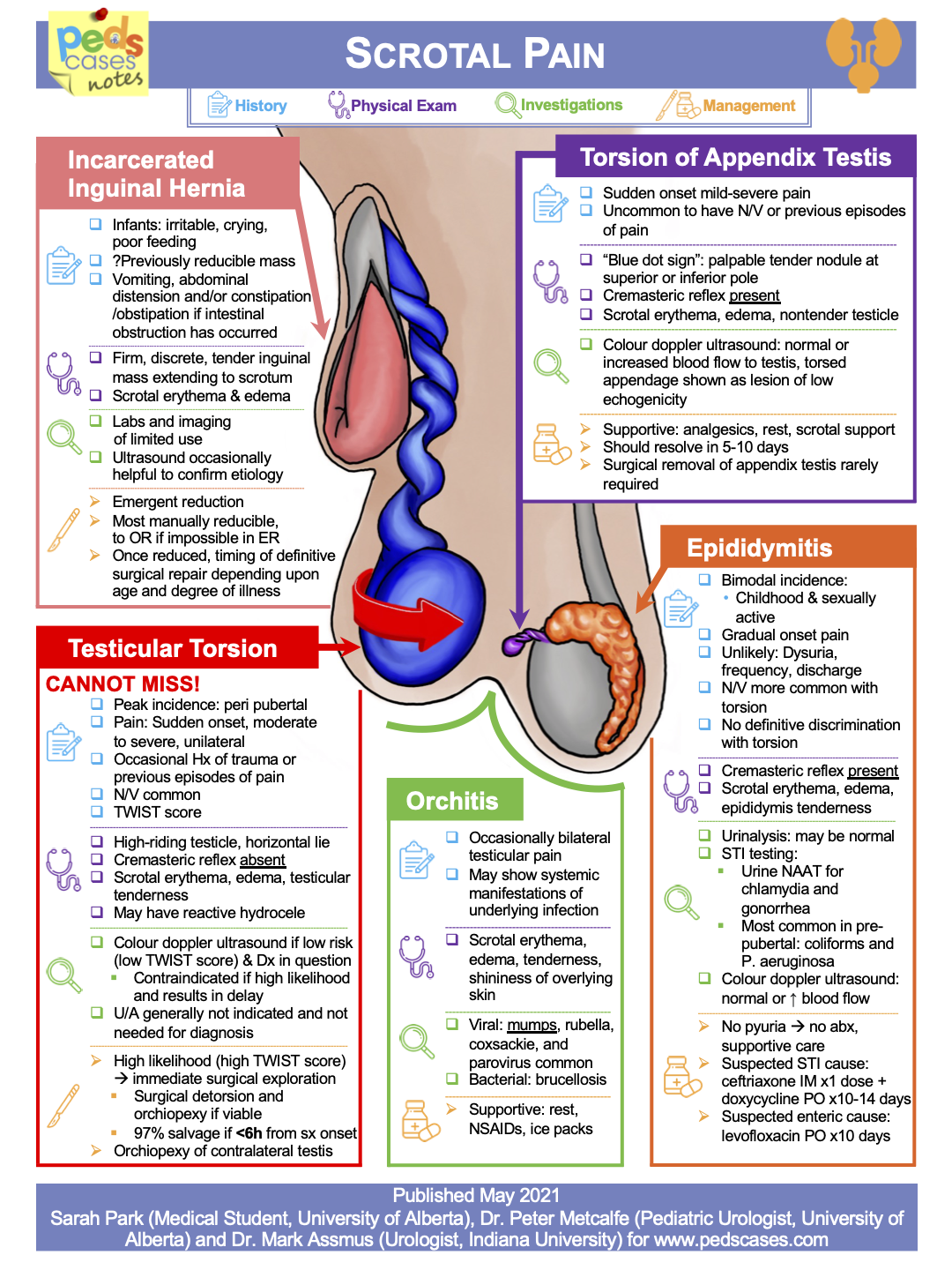 Testicular Pain Management Guidelines At Robin Bradley Blog